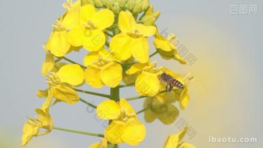 春天田野里蜜蜂在油菜花上采蜜